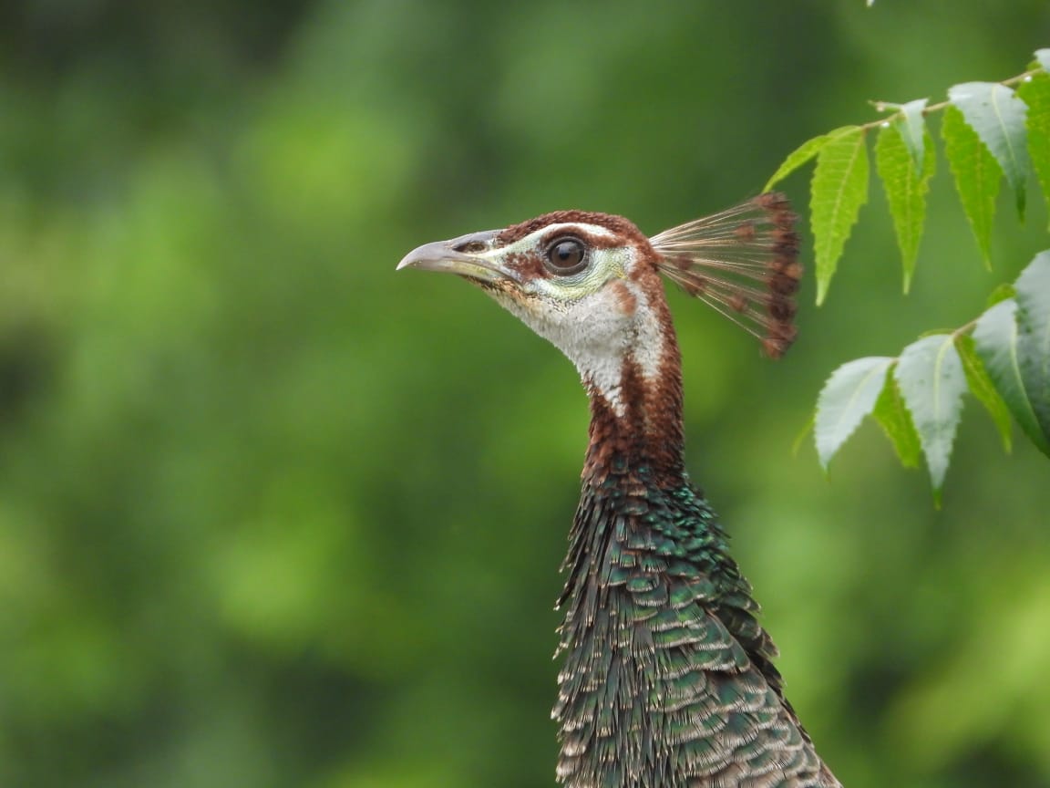A peacocks with their heads together

AI-generated content may be incorrect.